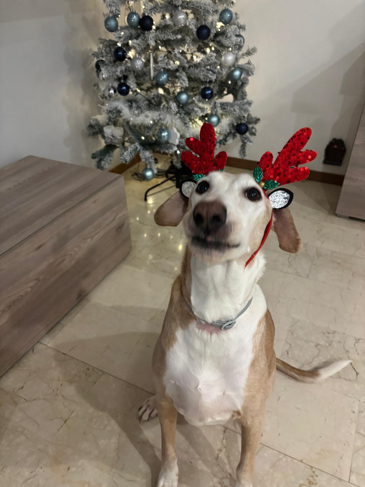Rayco, il mio cane