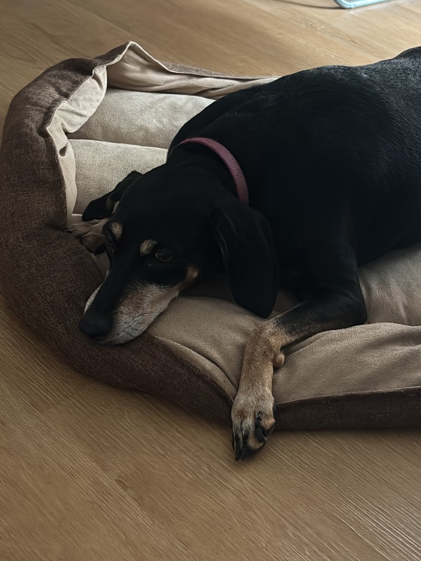 Assuntina, cagnolina nera focata