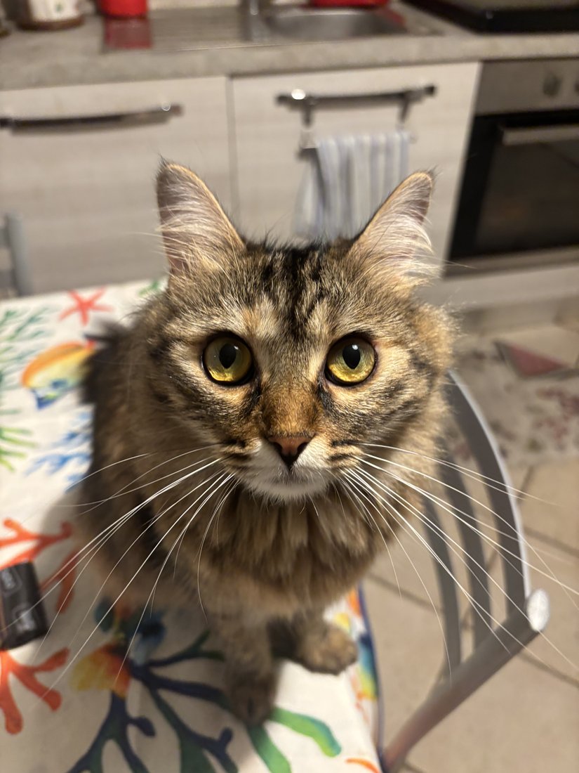 Jolie, gatta tigrata
