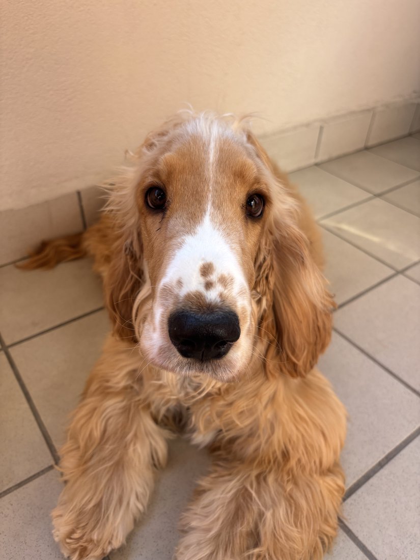 Quinn Newton, cocker spaniel