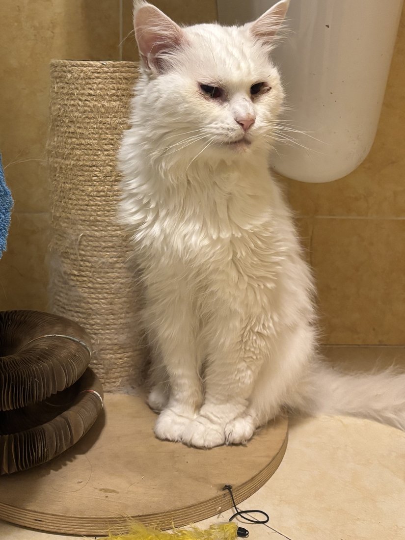 Talulah, gatta bianca a pelo lungo