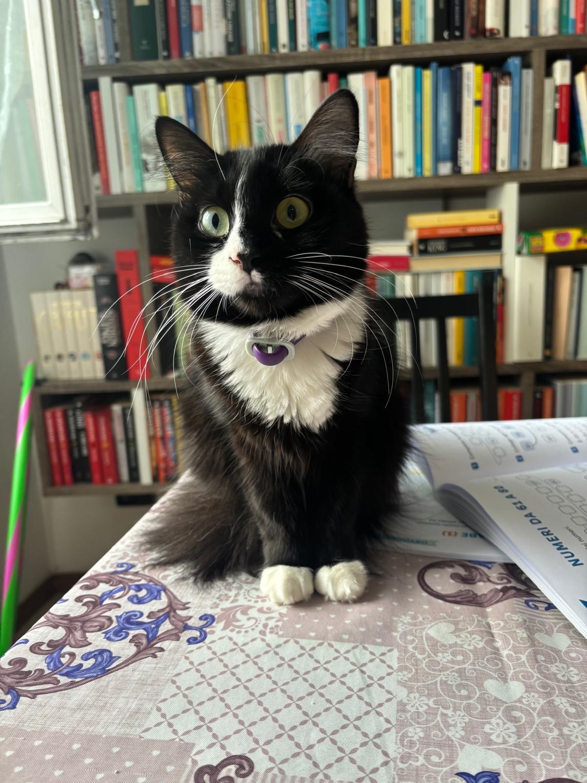 Susi, la mia gattina