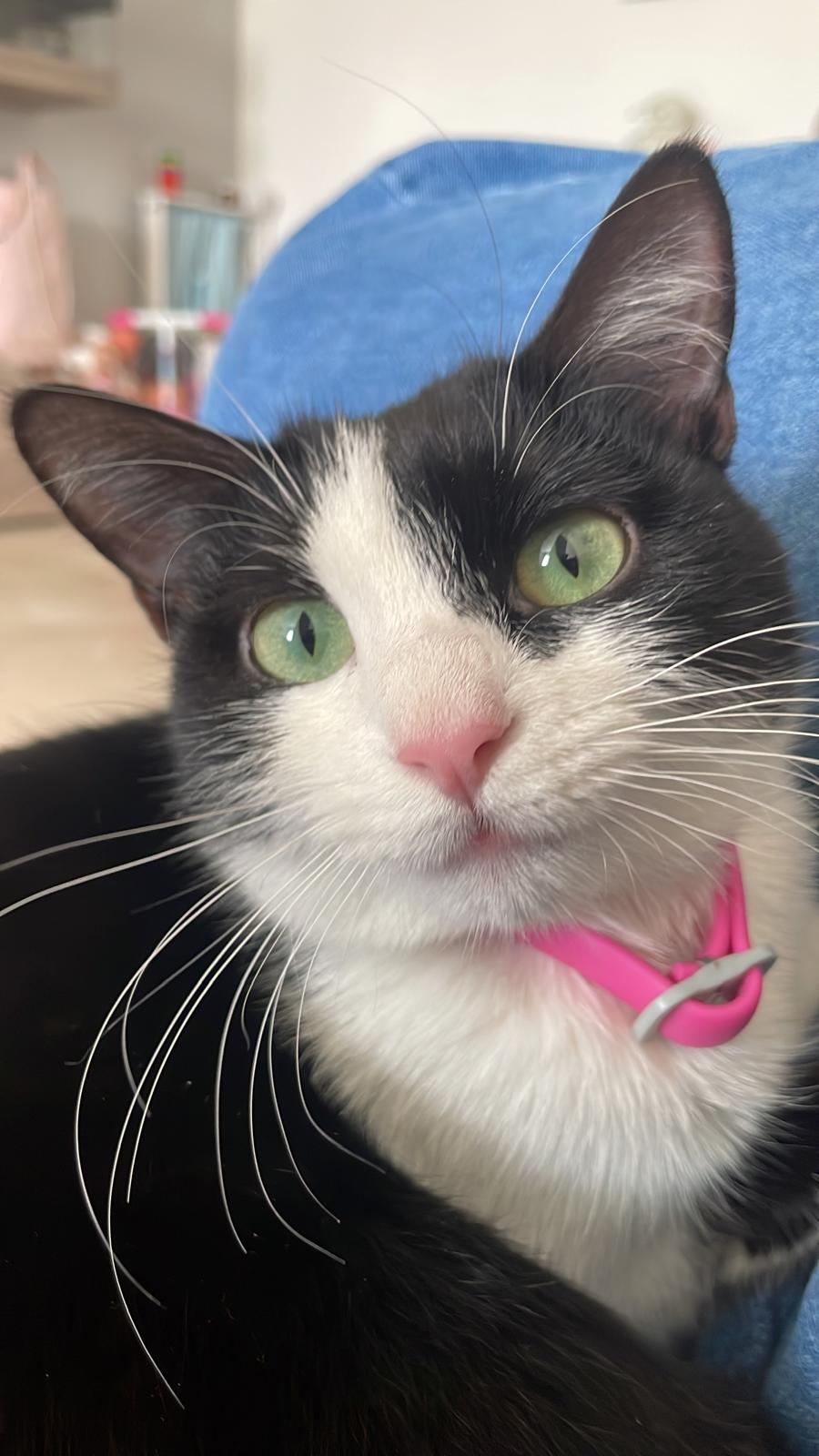 Soia, la mia gattina