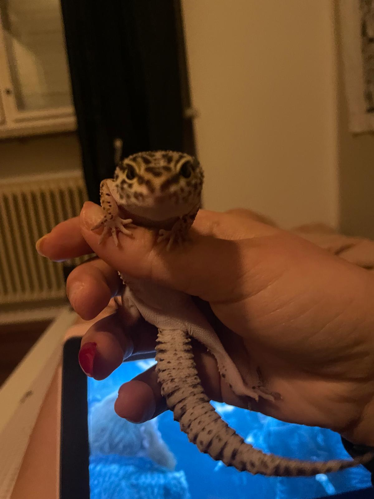 Lucy, il mio geco leopardino