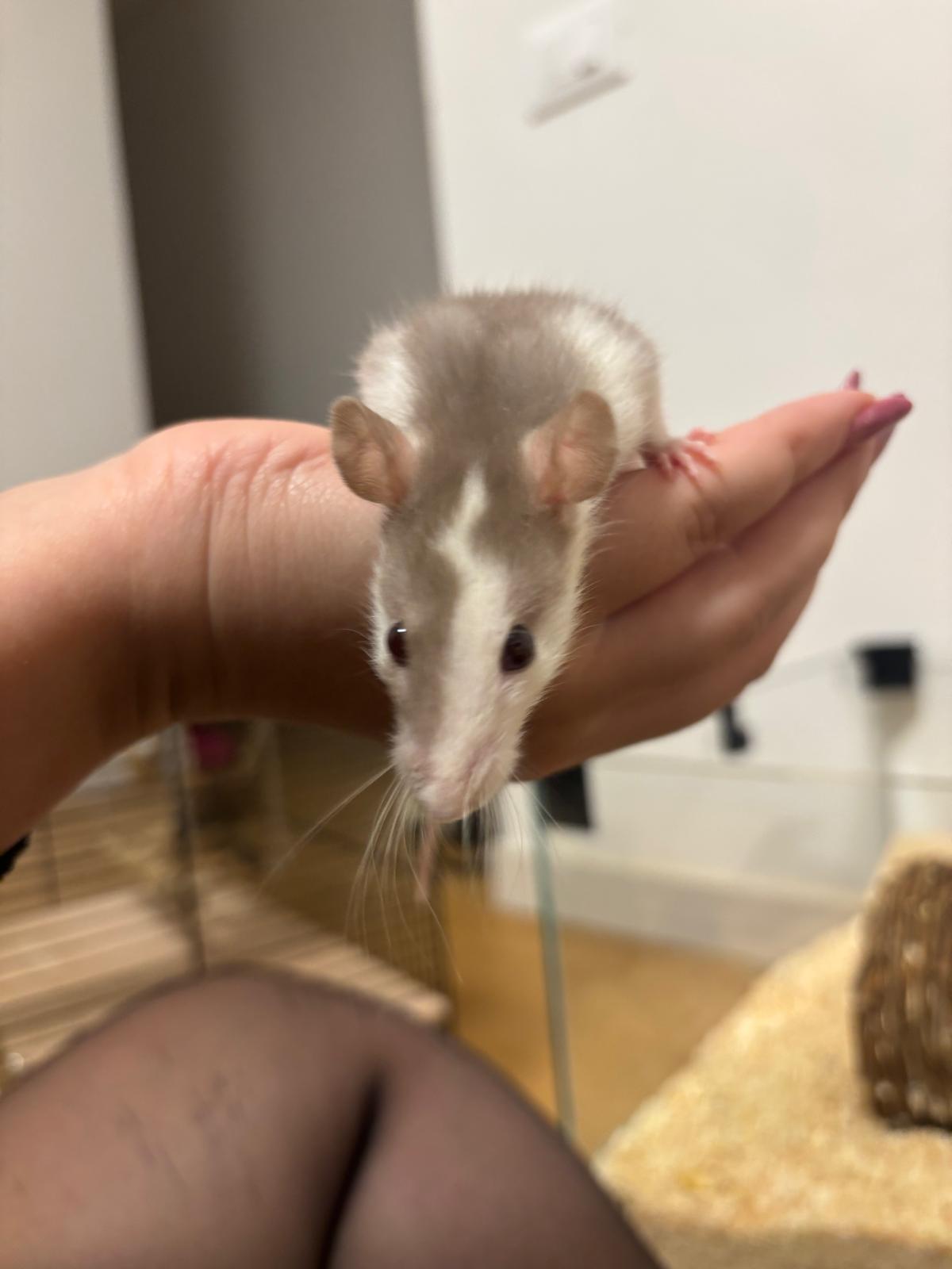 Cheddar, il mio ratto