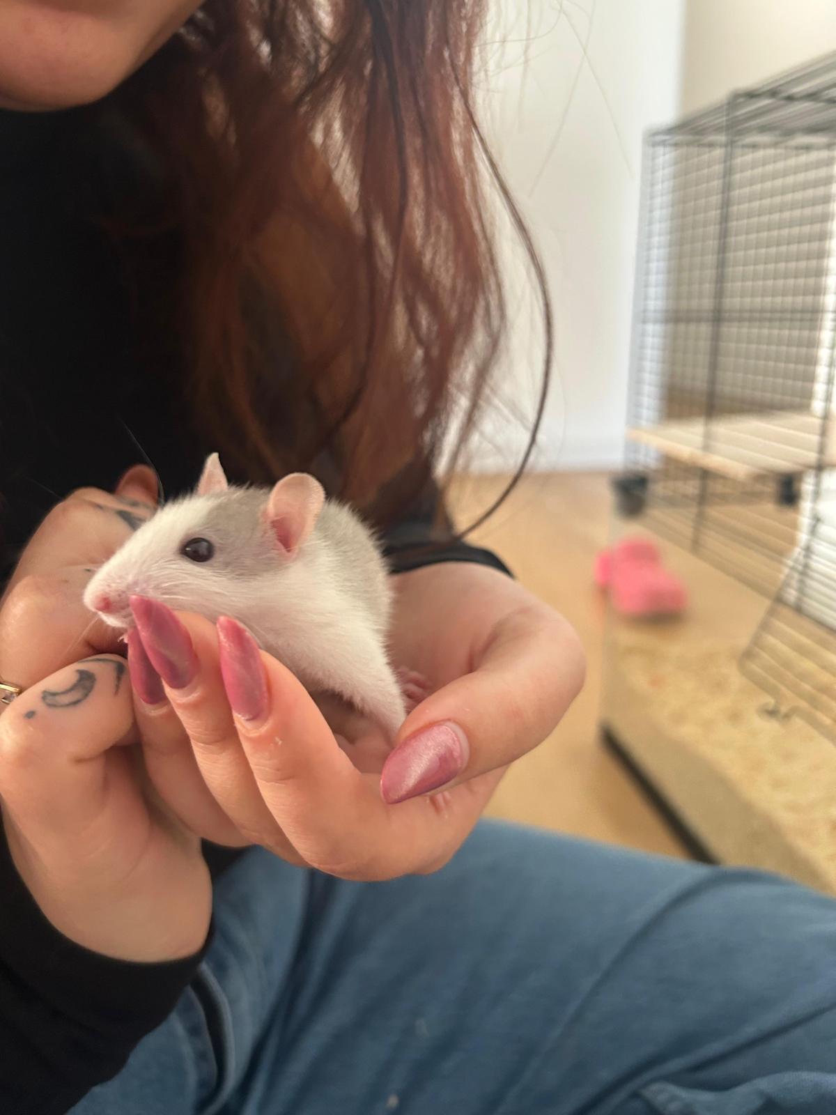 Geronimo, il mio ratto